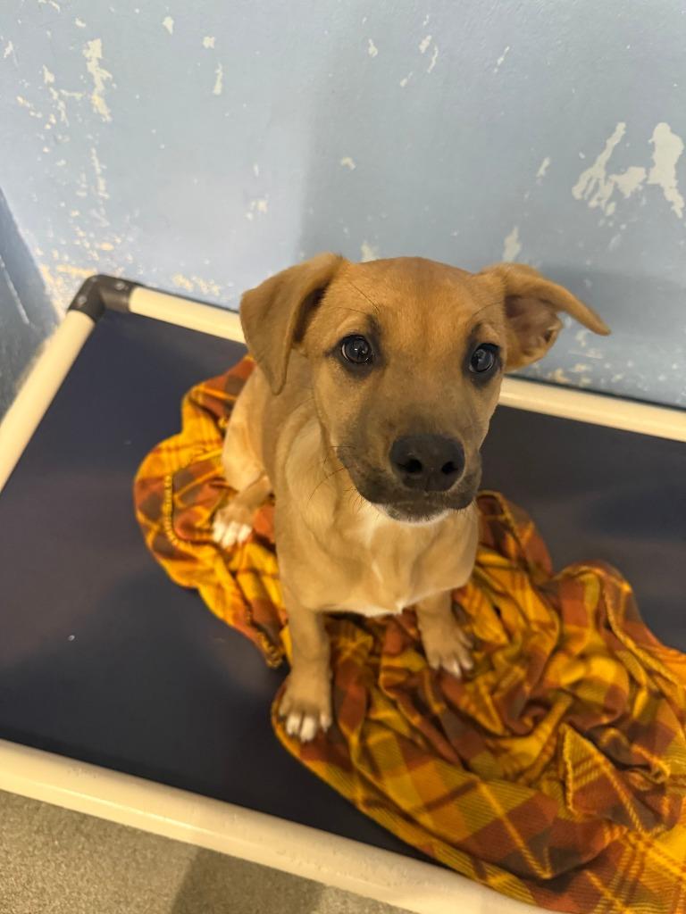 Enlarge Oakley, a Adoptable mixed breed in Brookings, OR image 1/2