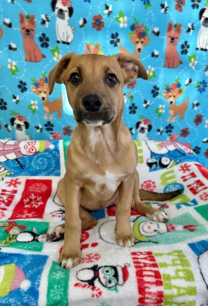 Enlarge Oakley, a Adoptable mixed breed in Brookings, OR image 2/2