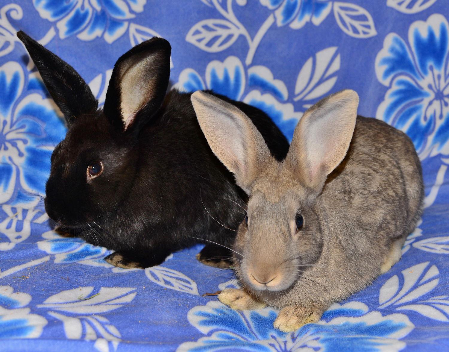 Glenna and Gayla, Adoptable, Young Male Satin.