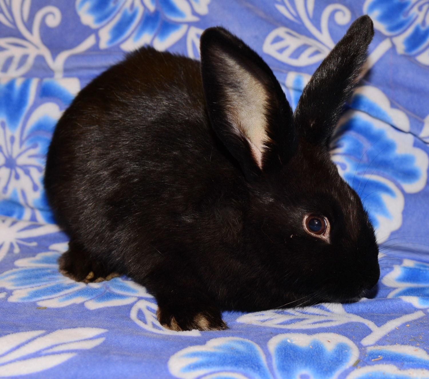 Enlarge Glenna and Gayla, a Adoptable Satin in Chesterfield, MO image 3/3