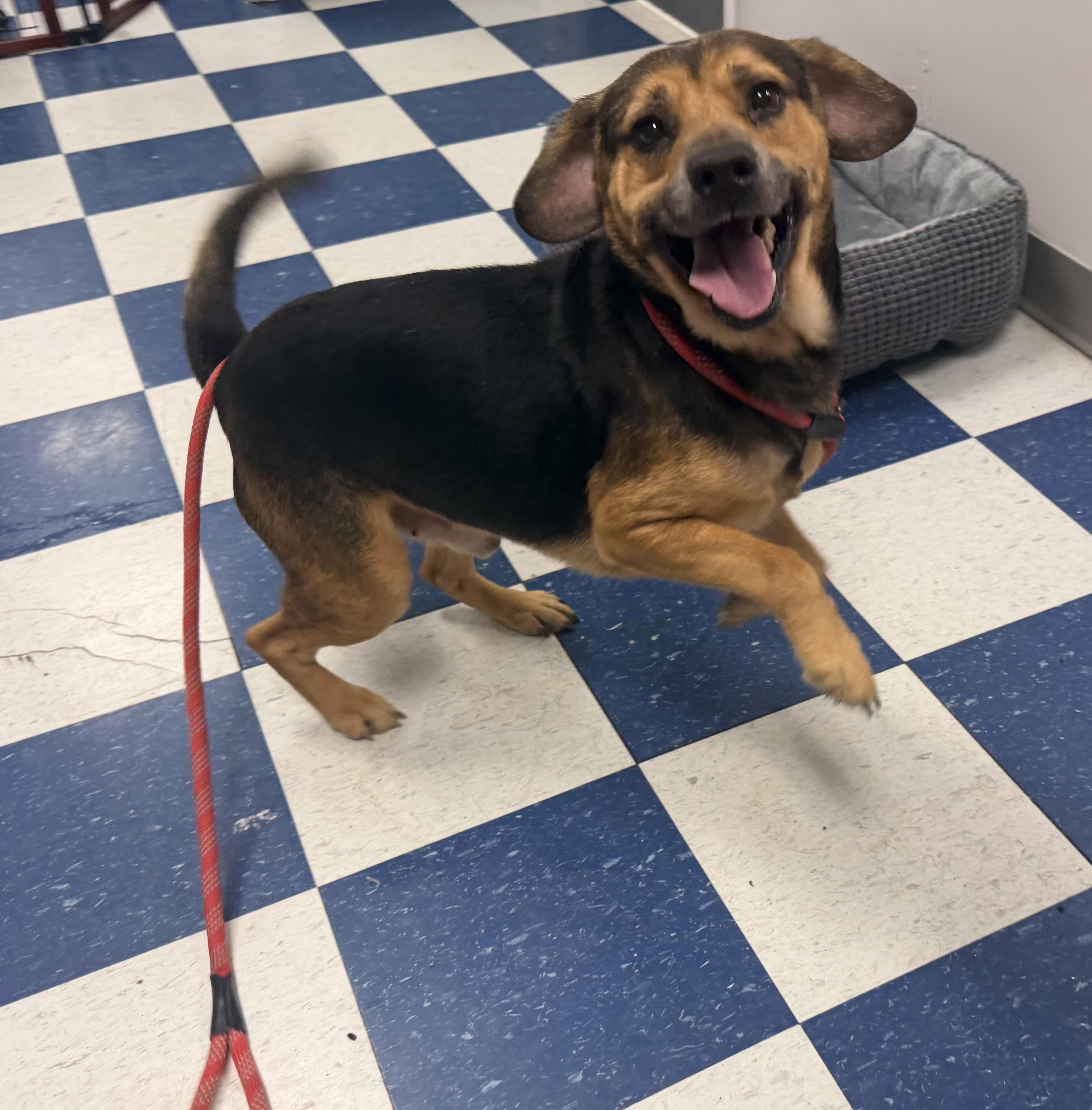 Enlarge Manny, a ADOPTABLE Mixed Breed in Auburn, AL image 1/3