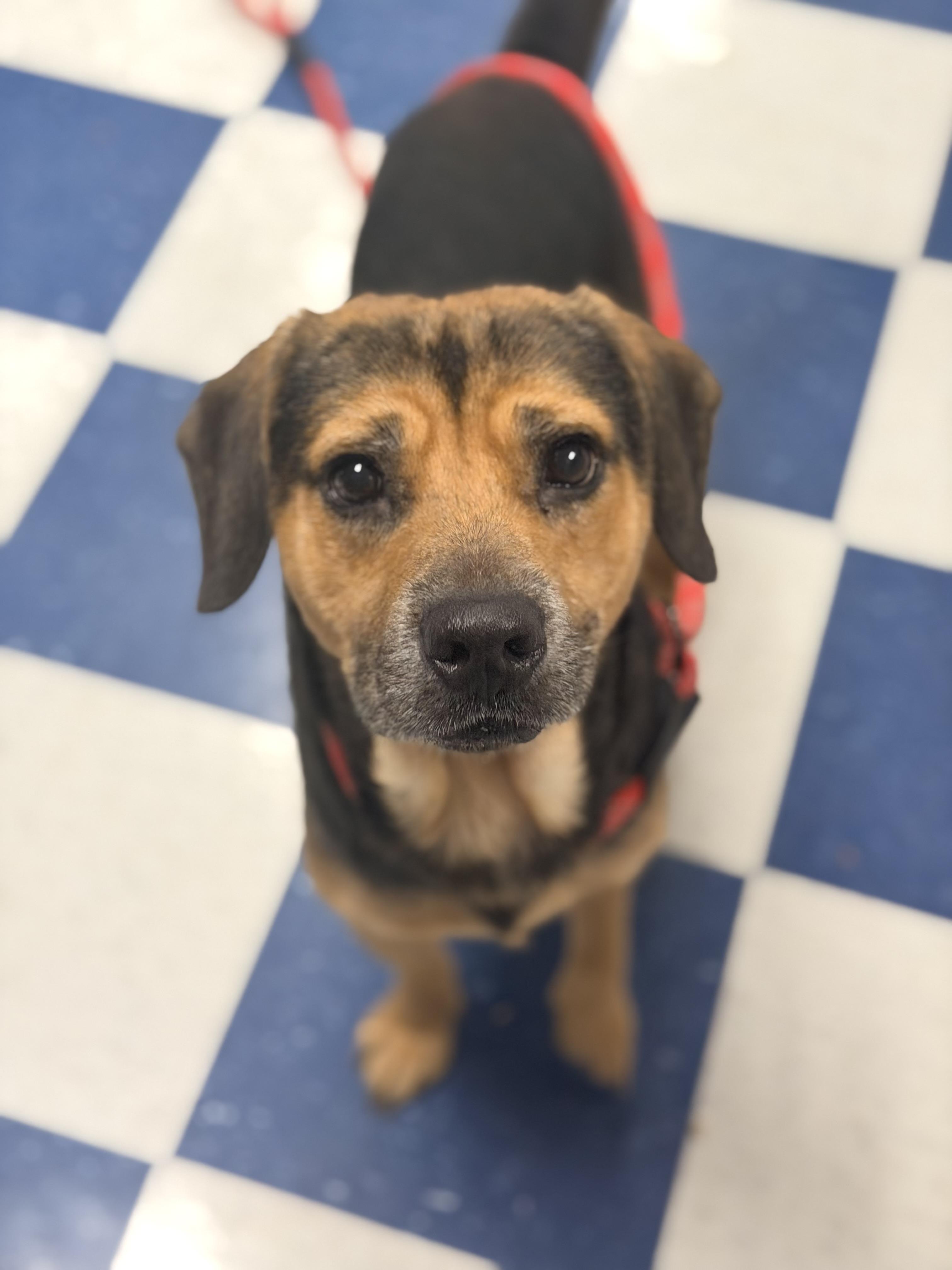 Enlarge Manny, a ADOPTABLE Mixed Breed in Auburn, AL image 2/3