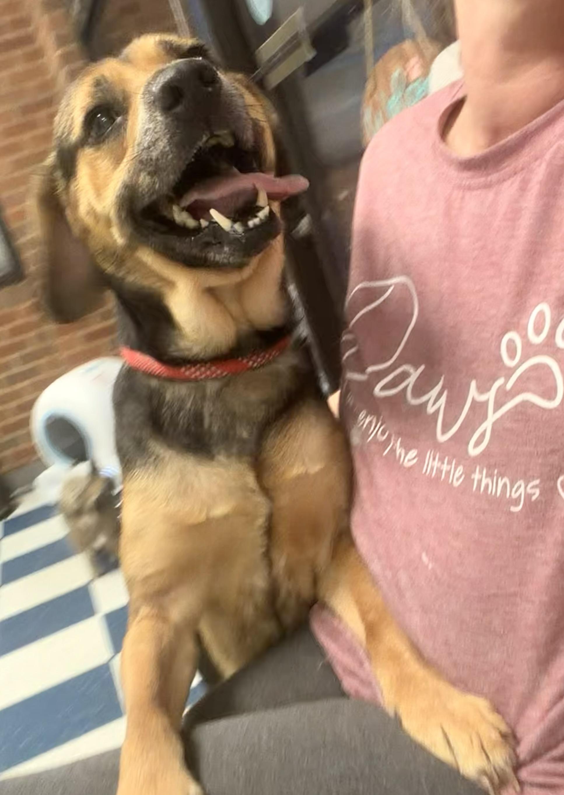 Enlarge Manny, a ADOPTABLE Mixed Breed in Auburn, AL image 3/3