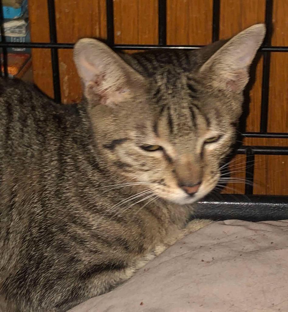 Errol Flynn, Adoptable, Young Male Domestic Short Hair.