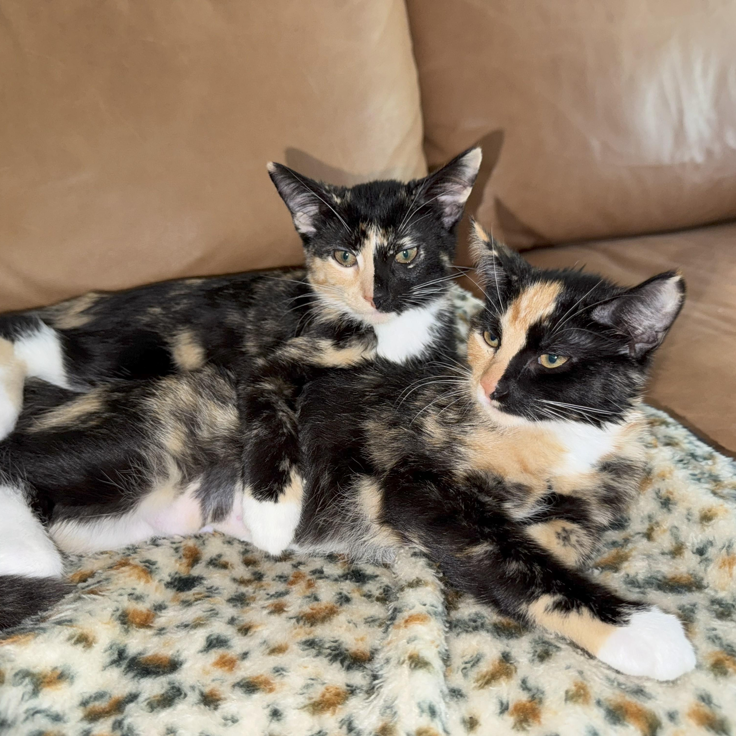 Nami & Nova, Adoptable, Young Female Domestic Short Hair.