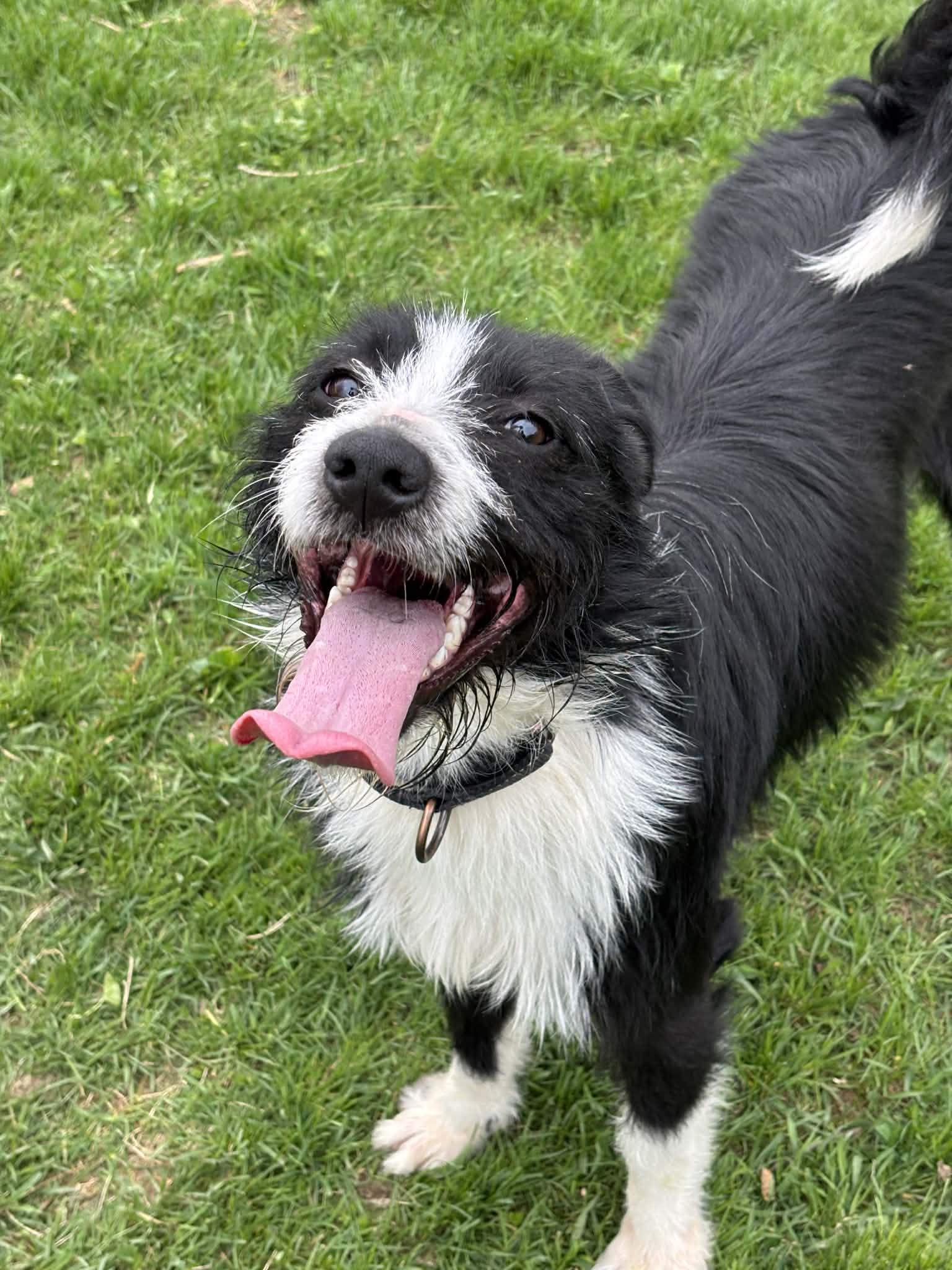 Enlarge Chloe, an adopted mixed breed in Grand Rapids, MI image 2/3