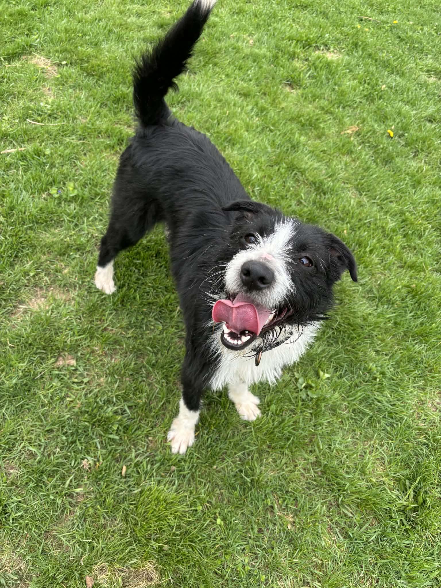 Chloe, ADOPTABLE, Young Female Border Collie.