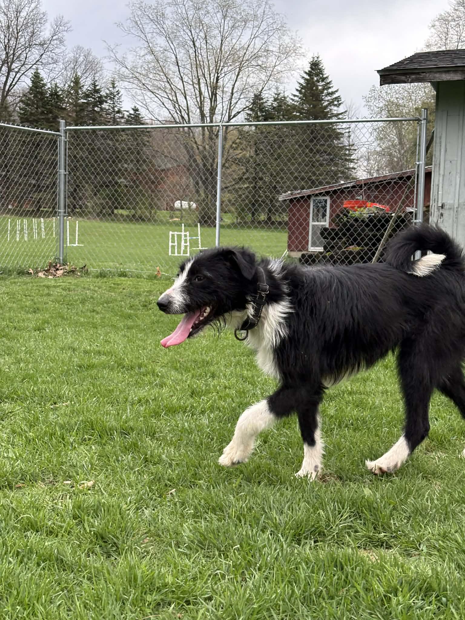 Enlarge Chloe, an adopted mixed breed in Grand Rapids, MI image 3/3