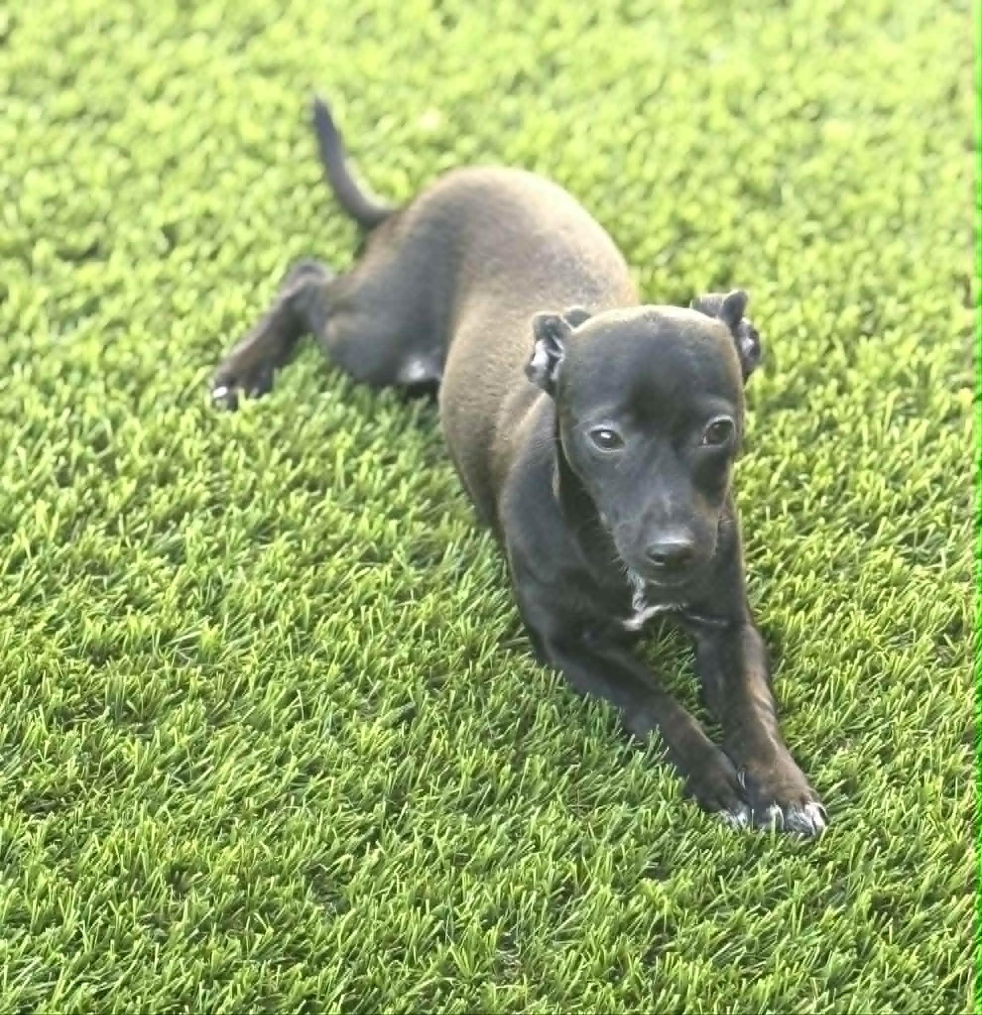 Pepper, a ADOPTABLE mixed breed in PHOENIX, AZ image 4/5