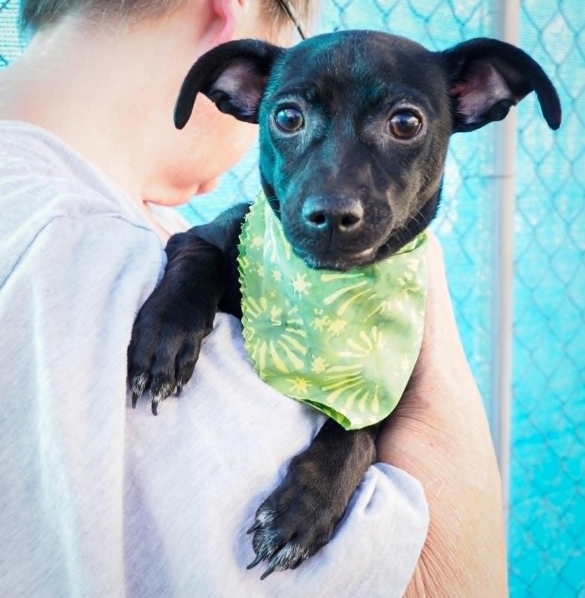 Pepper, a ADOPTABLE mixed breed in PHOENIX, AZ image 2/5