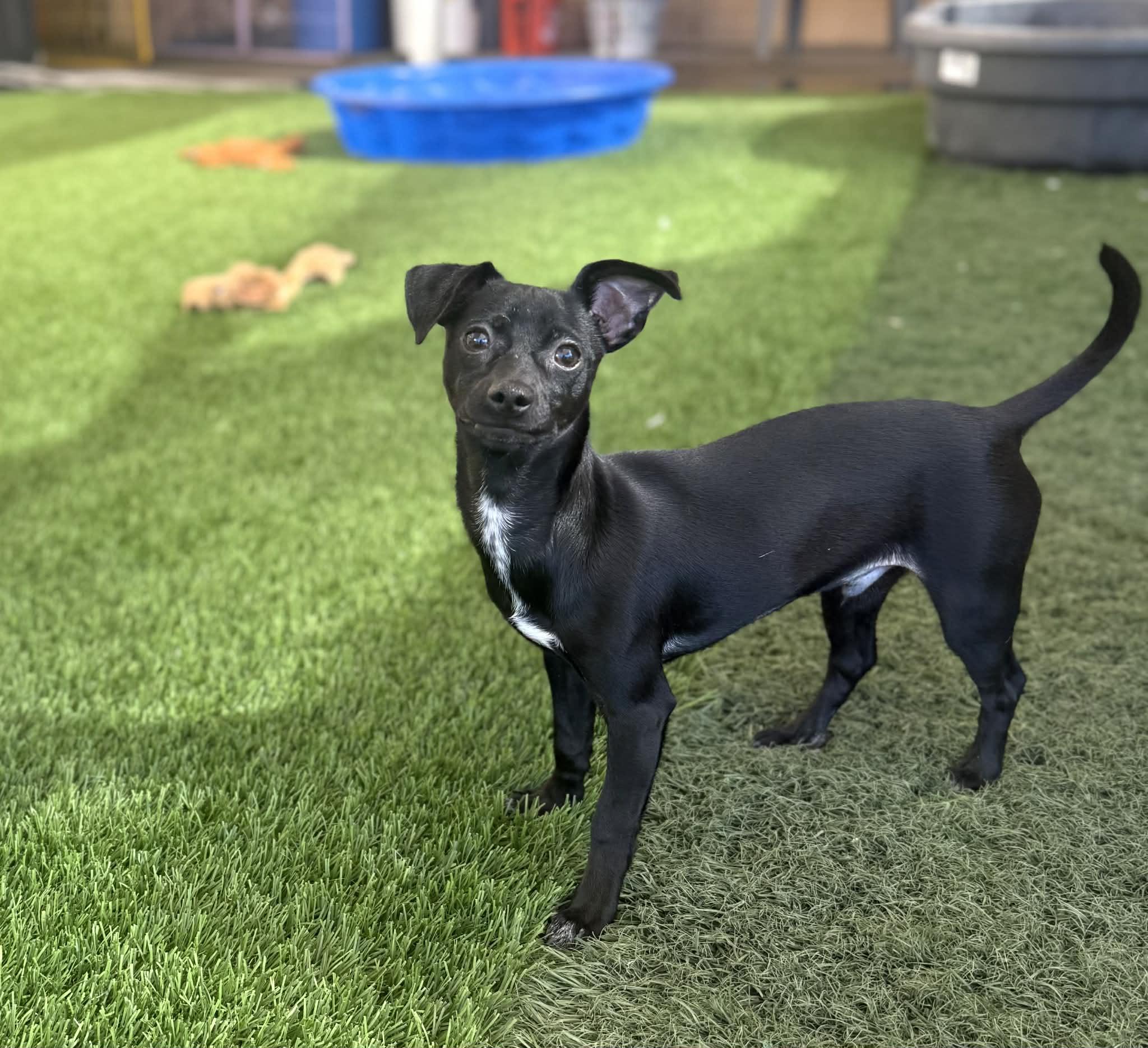 Pepper, a ADOPTABLE mixed breed in PHOENIX, AZ image 6/6