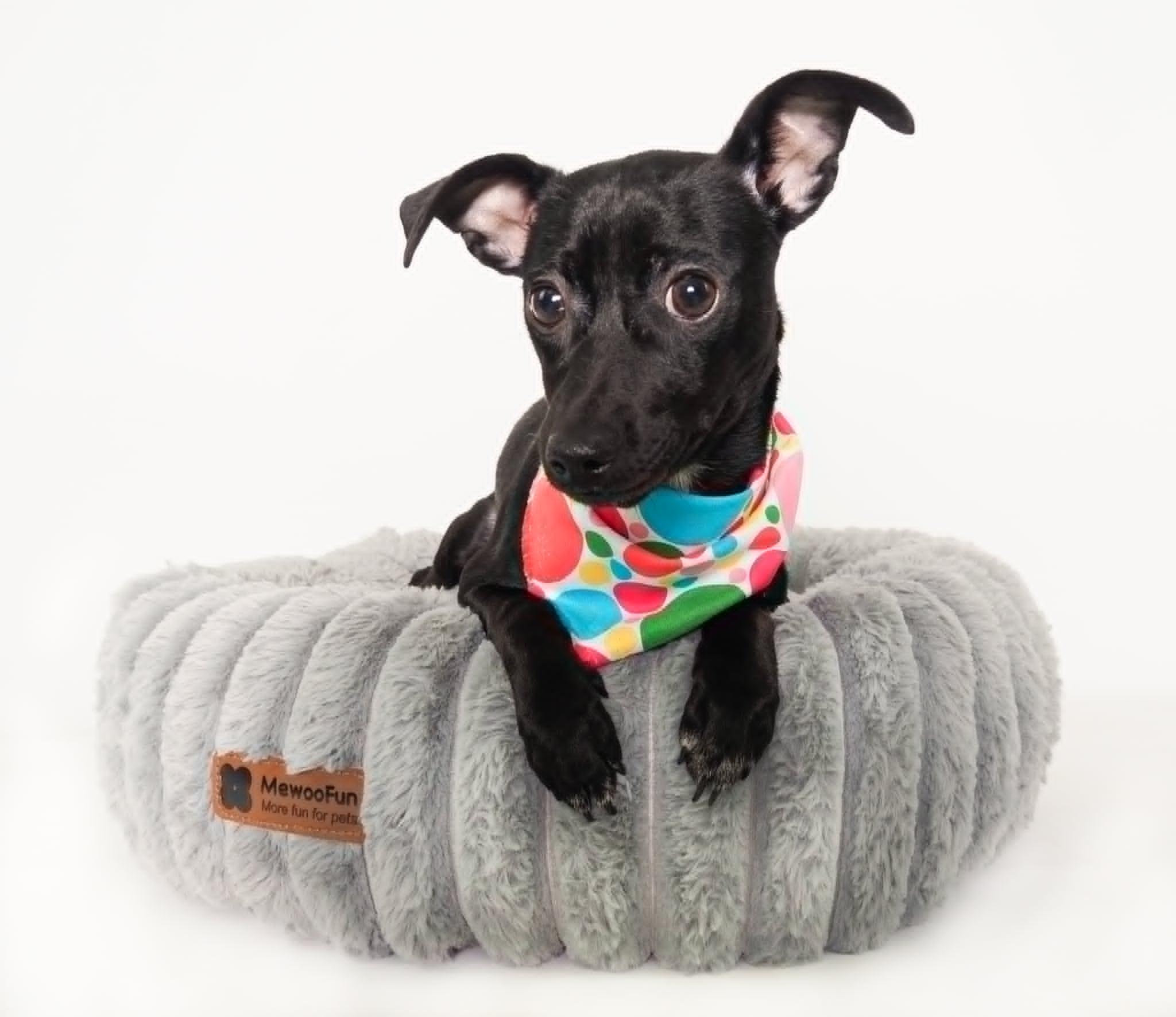Pepper, a ADOPTABLE mixed breed in PHOENIX, AZ image 1/5
