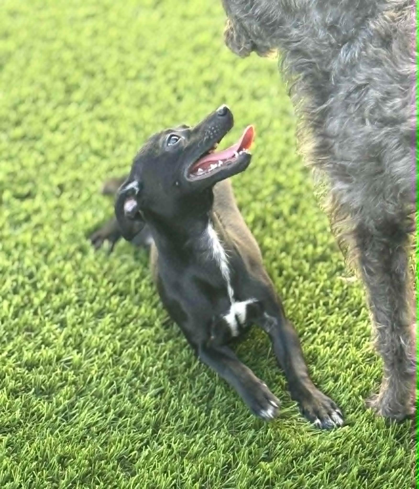Pepper, a ADOPTABLE mixed breed in PHOENIX, AZ image 3/5