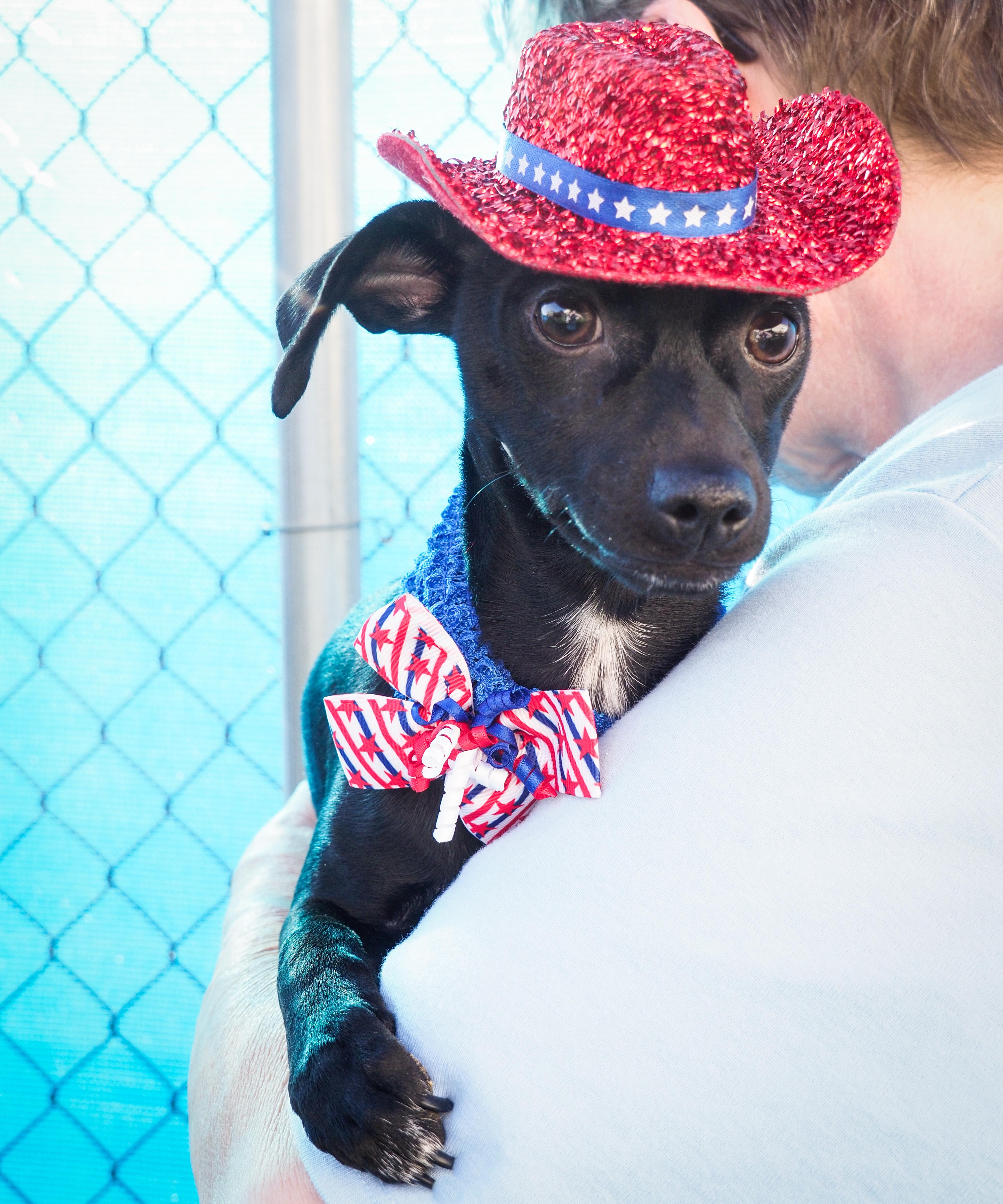 Pepper, ADOPTABLE, Puppy Male Chihuahua.