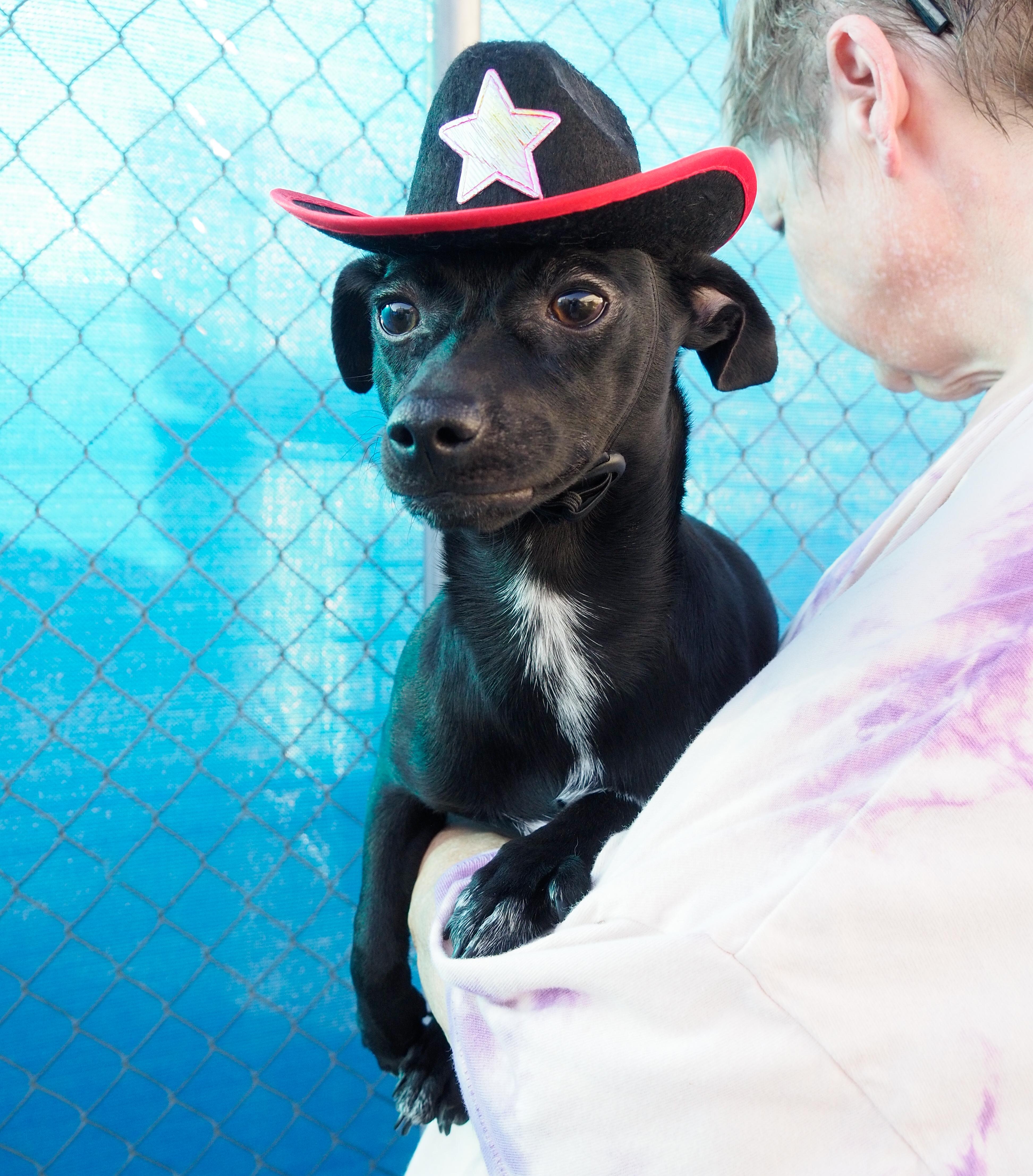Pepper, a ADOPTABLE mixed breed in PHOENIX, AZ image 1/6