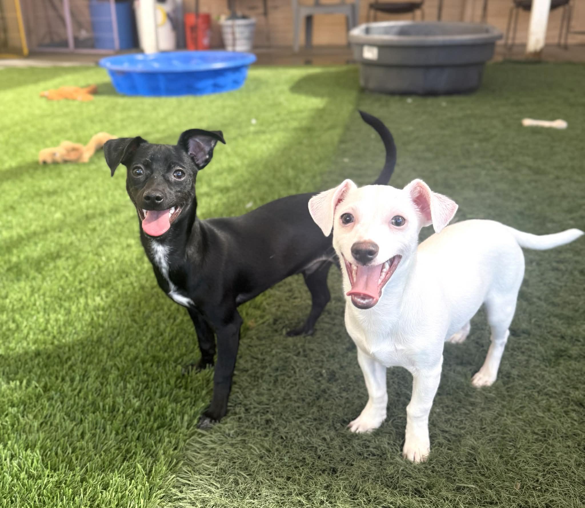 Pepper, a ADOPTABLE mixed breed in PHOENIX, AZ image 4/6