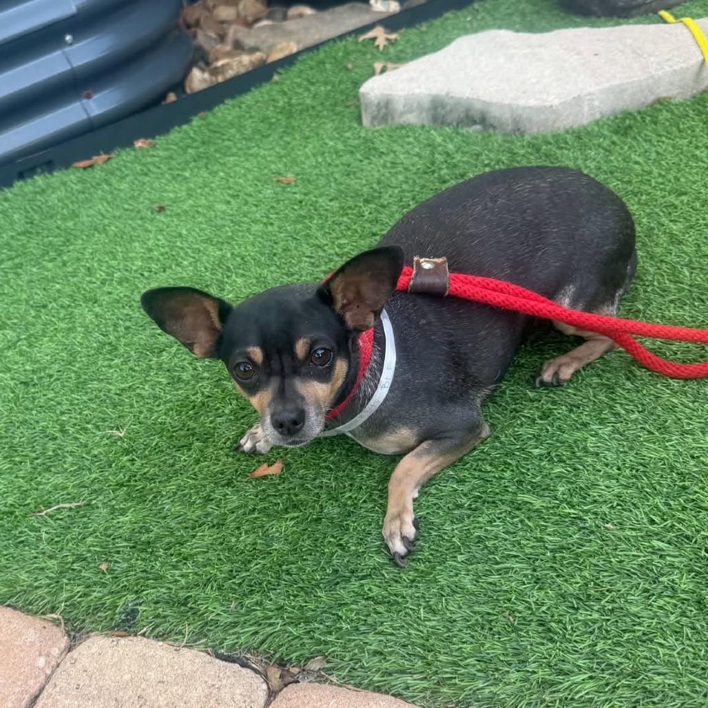 Ruthie *Arriving 10/24* D12820 photo