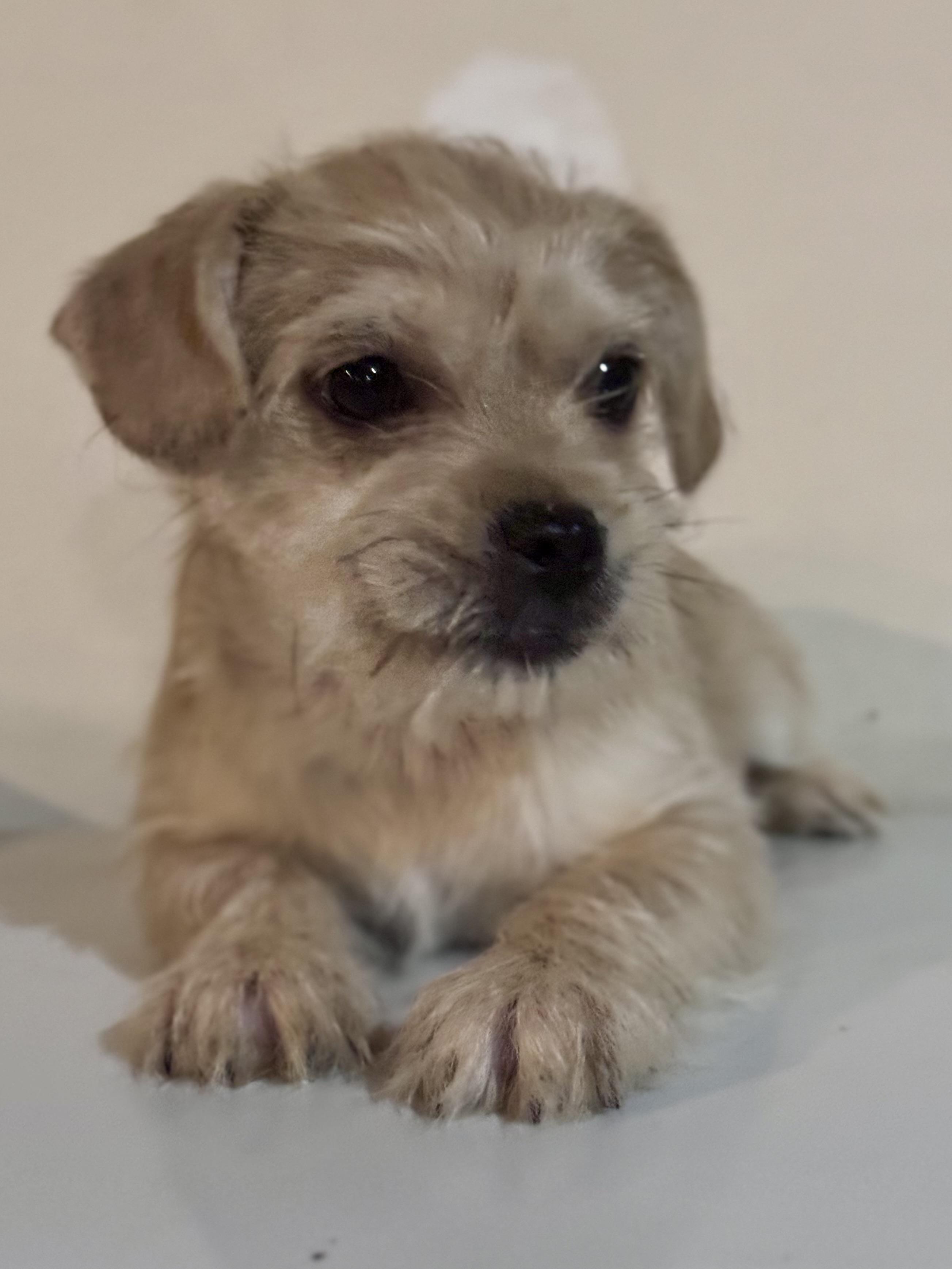 Moppet, a ADOPTABLE mixed breed in Washington, MO image 3/3