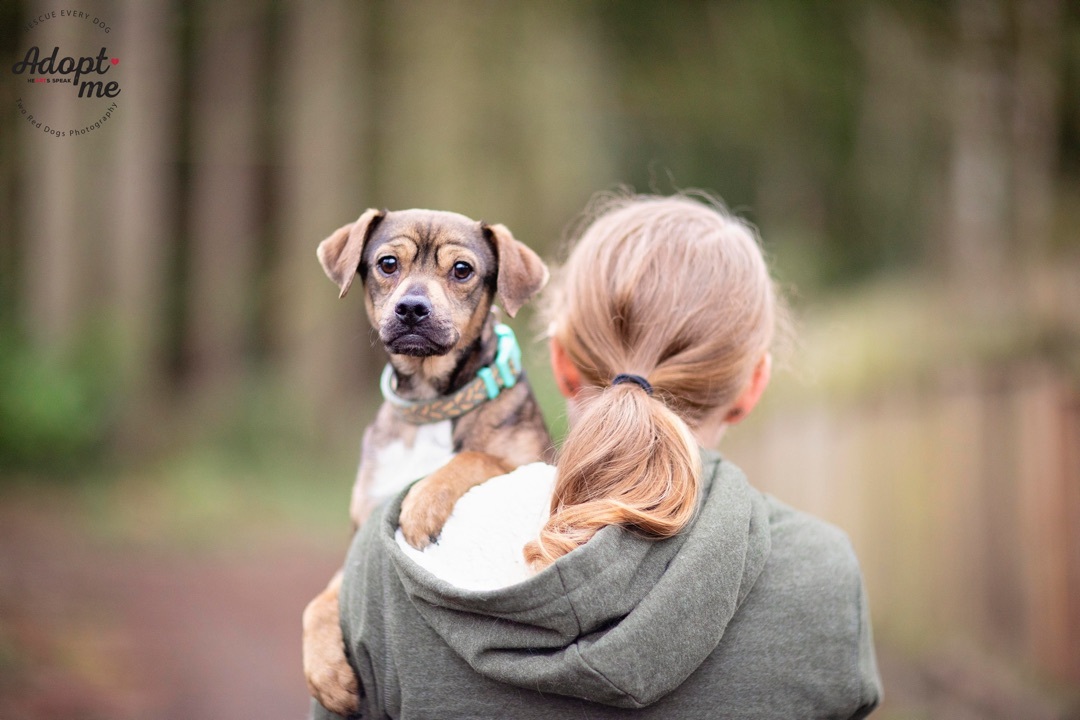 Sausage, a Adoptable mixed breed in Seattle, WA image 1/10