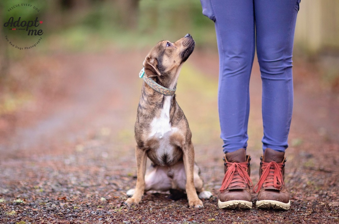 Sausage, a Adoptable mixed breed in Seattle, WA image 2/10