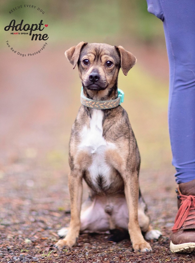 Sausage, a Adoptable mixed breed in Seattle, WA image 3/10