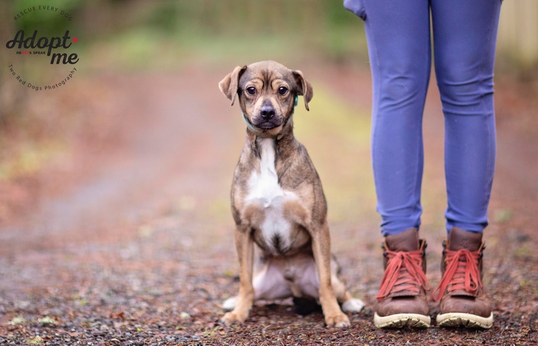 Sausage, a Adoptable mixed breed in Seattle, WA image 4/10