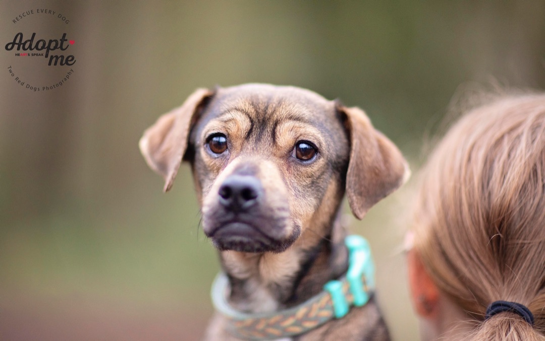 Sausage, a Adoptable mixed breed in Seattle, WA image 5/10