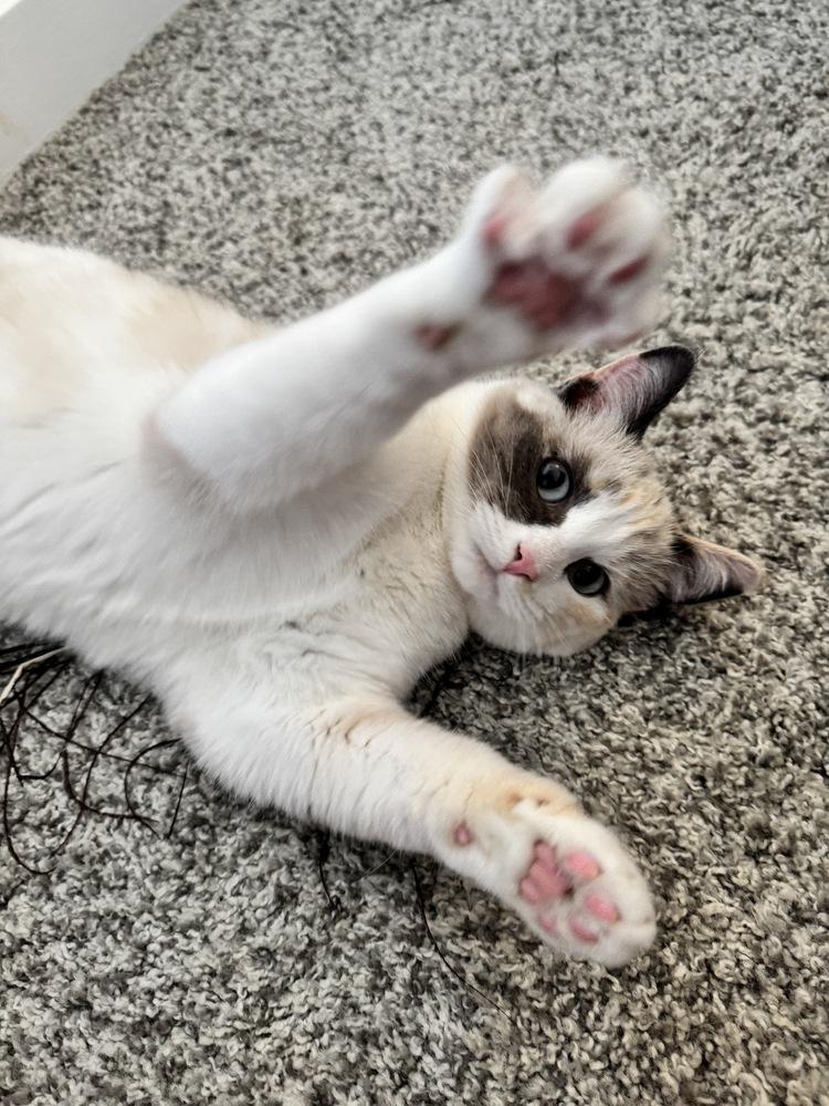 Enlarge Sugar, a Adoptable Siamese in Bellingham, WA image 1/6