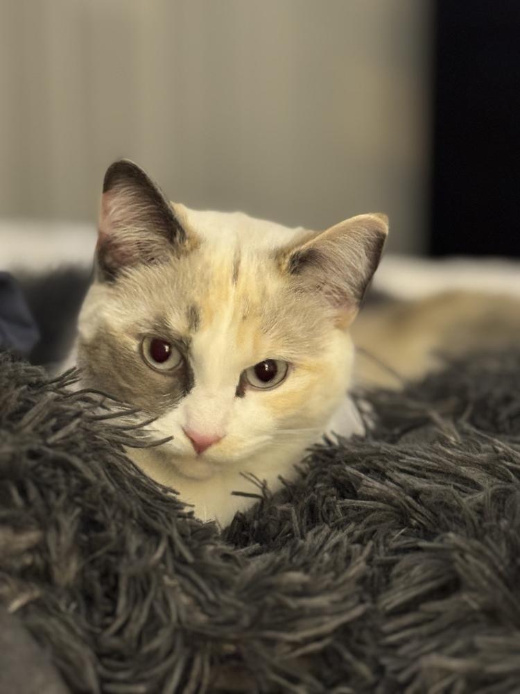 Enlarge Sugar, a Adoptable Siamese in Bellingham, WA image 2/6