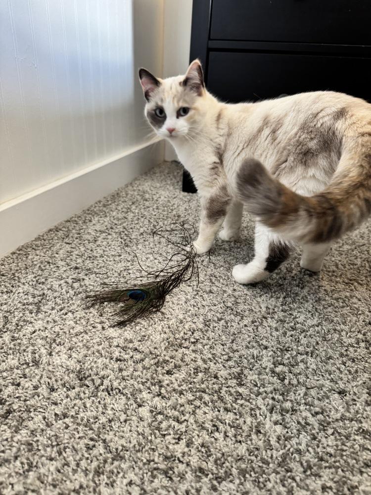 Enlarge Sugar, a Adoptable Siamese in Bellingham, WA image 3/6