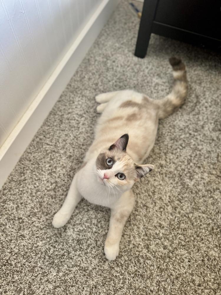 Enlarge Sugar, a Adoptable Siamese in Bellingham, WA image 4/6