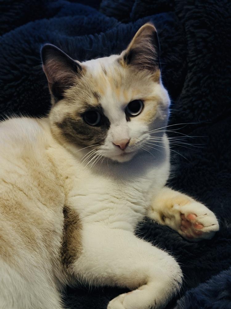 Enlarge Sugar, a Adoptable Siamese in Bellingham, WA image 5/6