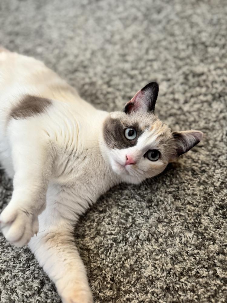 Enlarge Sugar, a Adoptable Siamese in Bellingham, WA image 6/6