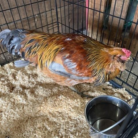 MJ, Adoptable, Young Male Chicken.