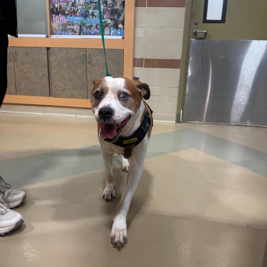 Russel, a Adoptable Mixed Breed in Winston-Salem, NC image 1/5