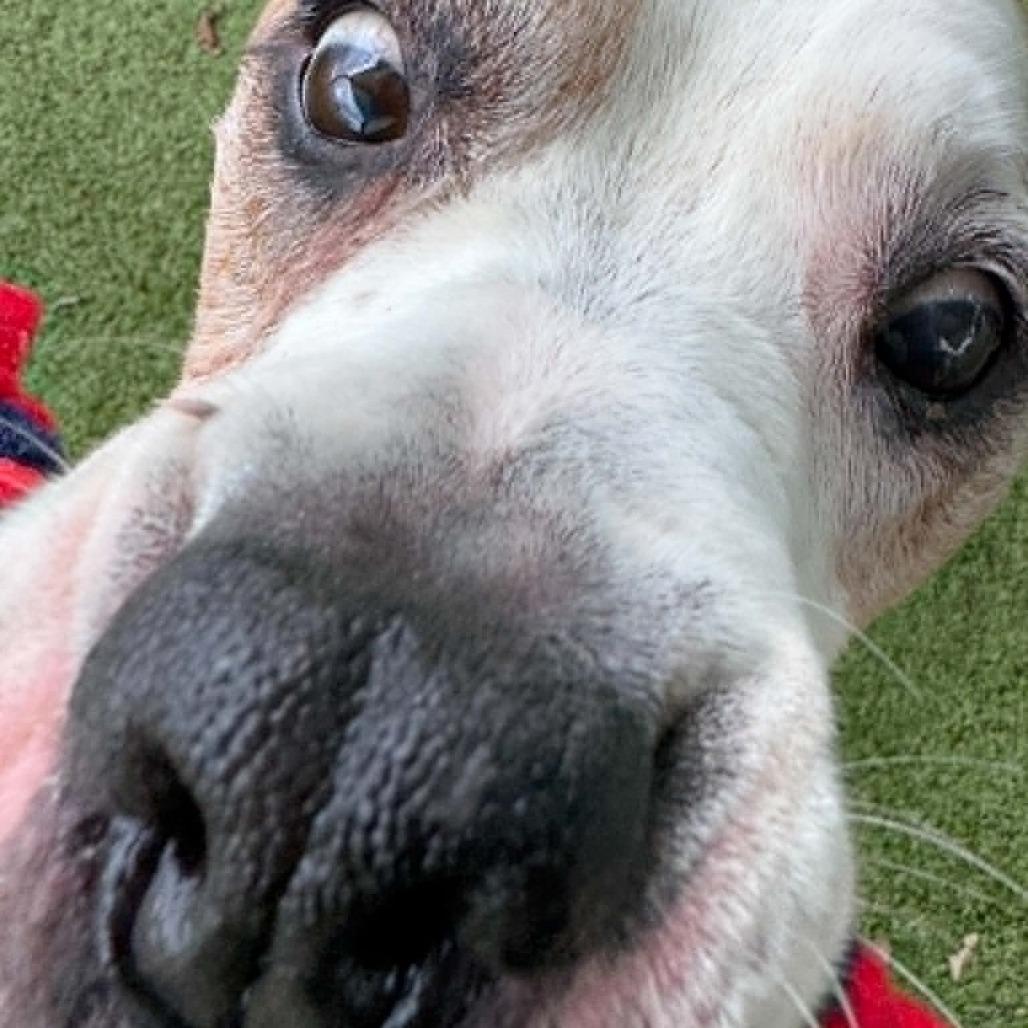 Russel, a Adoptable Mixed Breed in Winston-Salem, NC image 2/5