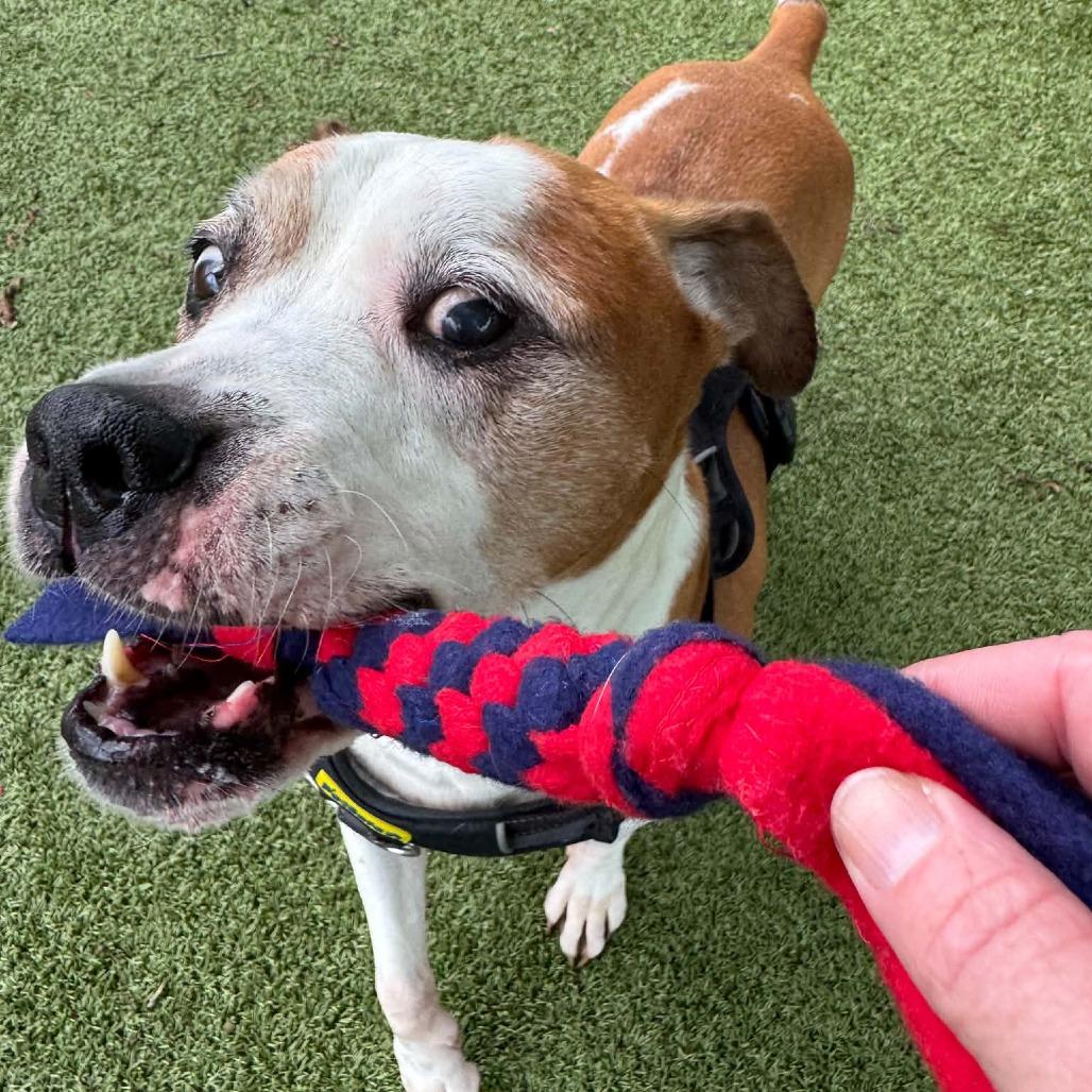 Russel, Adoptable, Senior Male Mixed Breed.