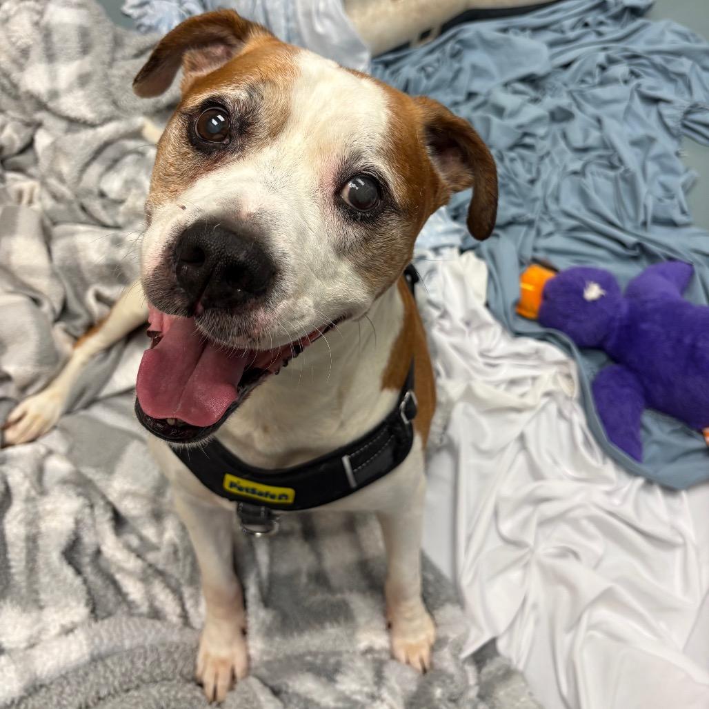 Russel, a Adoptable Mixed Breed in Winston-Salem, NC image 3/5