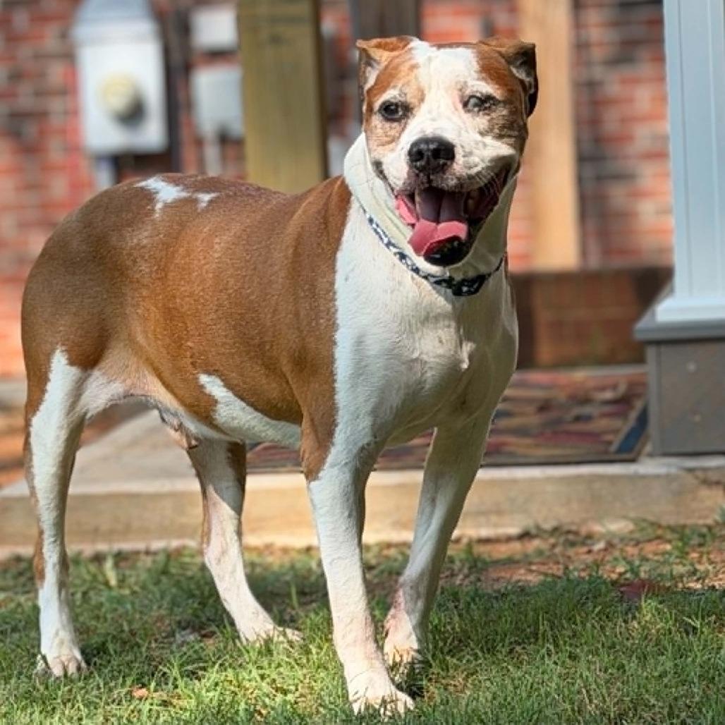 Russel, a Adoptable Mixed Breed in Winston-Salem, NC image 4/5