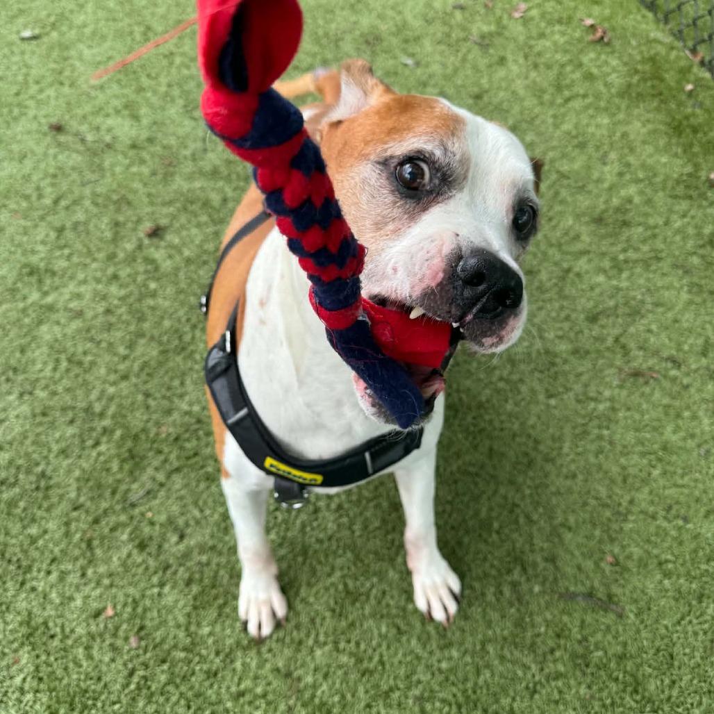 Russel, a Adoptable Mixed Breed in Winston-Salem, NC image 5/5