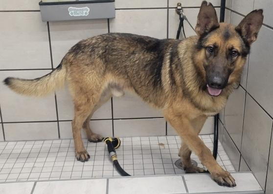 Huckleberry, ADOPTABLE, Adult Male German Shepherd Dog.
