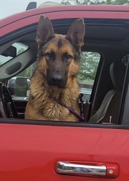 Enlarge Huckleberry, a ADOPTABLE German Shepherd Dog in Rome, GA image 2/2