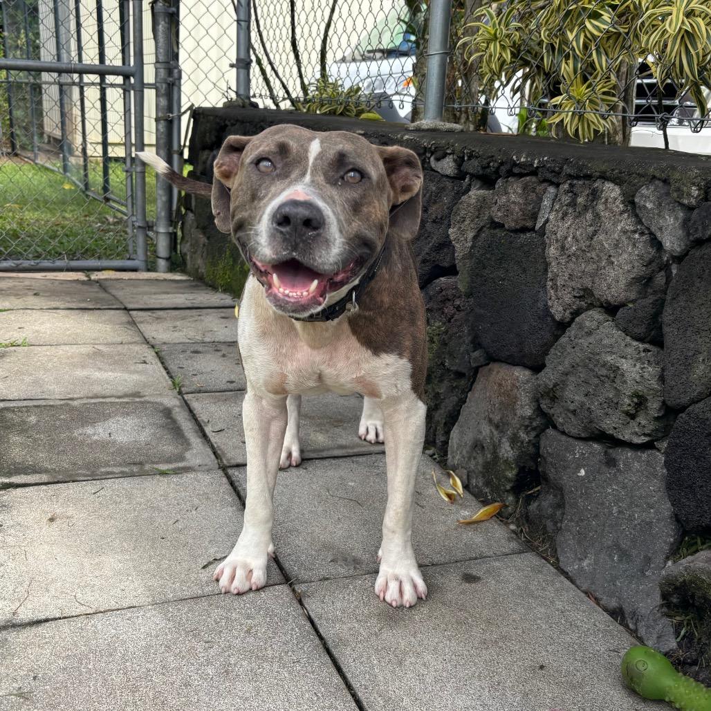 Pu'uwai, Adoptable, Adult Male Pit Bull Terrier.