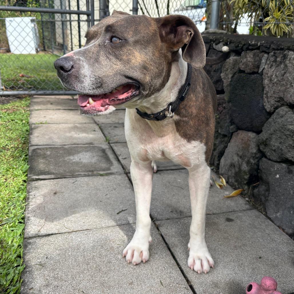 Enlarge Pu'uwai, a Adoptable Pit Bull Terrier in Keaau, HI image 2/3