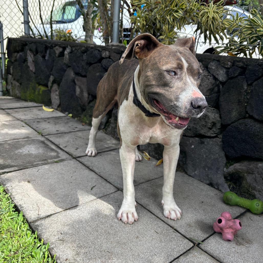 Enlarge Pu'uwai, a Adoptable Pit Bull Terrier in Keaau, HI image 3/3