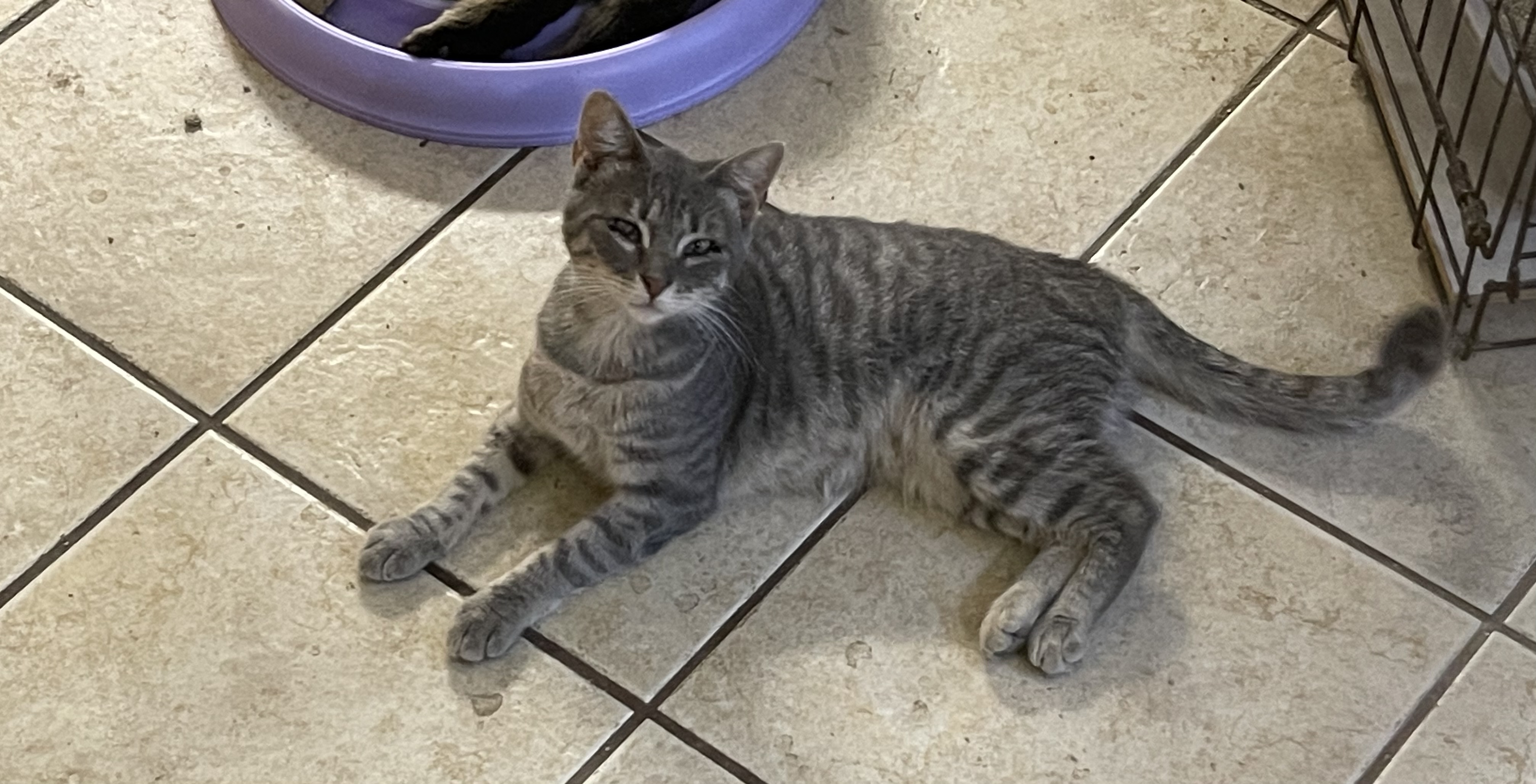 Enlarge Spring, a Adoptable mixed breed in Ronan, MT image 1/1