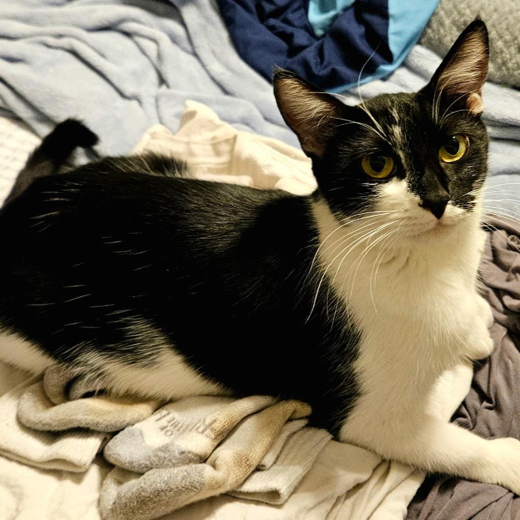 Mom Molly, Adoptable, Young Female Domestic Short Hair.