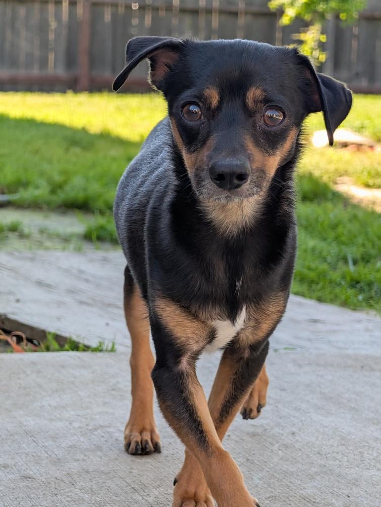Enlarge Wolf, a Adoptable mixed breed in Roseville, CA image 1/4