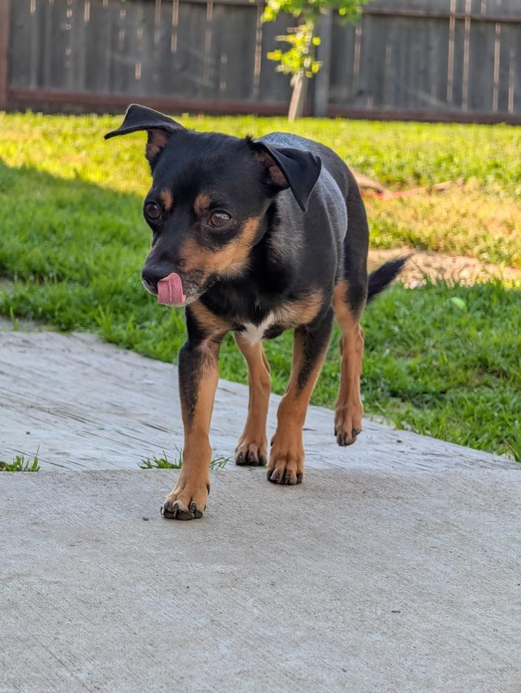 Enlarge Wolf, a Adoptable mixed breed in Roseville, CA image 2/4