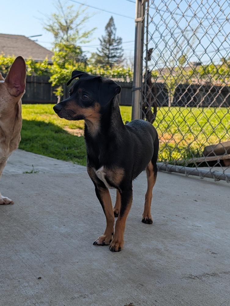 Enlarge Wolf, a Adoptable mixed breed in Roseville, CA image 3/4